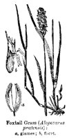 FOXTAIL.PCX