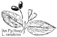 FLYHONEY.PCX