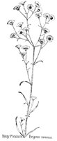 FLEABANE.PCX