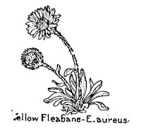 FLEABAN4.PCX