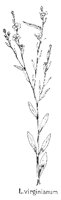 FLAX.PCX