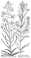 FIREWEED.PCX