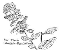 FIRETHRN.PCX