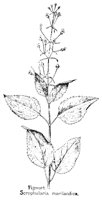 FIGWORT.PCX