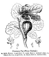 FIG.PCX