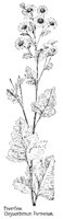 FEVERFEW.PCX