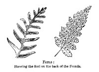 FERNS.PCX