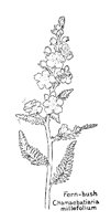 FERNBUSH.PCX