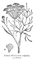 FENNEL.PCX