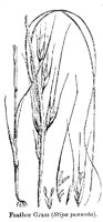 FEATHER.PCX