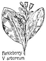 FARKLEB.PCX