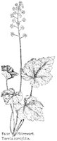 FALSWORT.PCX