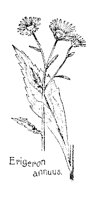 ERIGERON.PCX