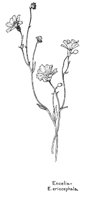 ENCELIA3.PCX
