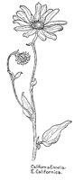 ENCELIA2.PCX