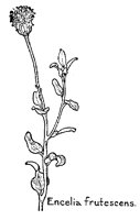 ENCELIA.PCX
