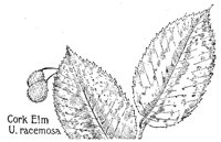 ELM6.PCX