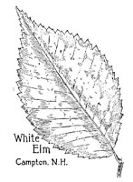 ELM5.PCX