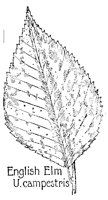 ELM3.PCX