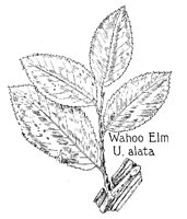 ELM2.PCX