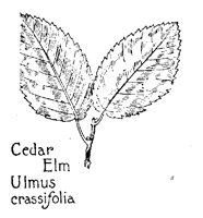 ELM.PCX