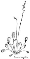 DROSERA2.PCX