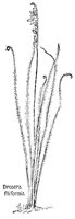 DROSERA.PCX