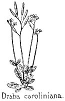 DRABA.PCX