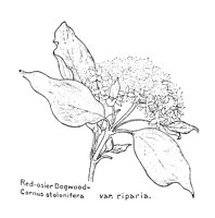 DOGWOOD6.PCX