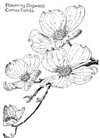 DOGWOOD5.PCX