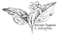 DOGWOOD4.PCX