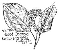 DOGWOOD3.PCX