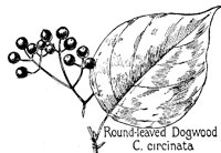 DOGWOOD2.PCX