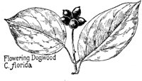 DOGWOOD.PCX
