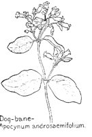 DOGBANE.PCX