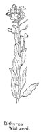 DITHYREA.PCX