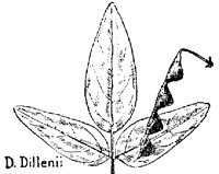DILLENII.PCX