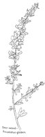DEERWEED.PCX