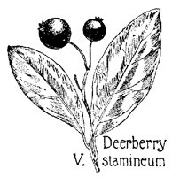 DEERBRY.PCX
