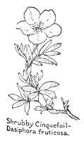 DASIPHRA.PCX