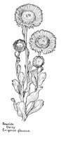 DAISY3.PCX
