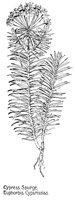 CYSPURGE.PCX