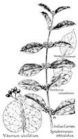 CURRANT.PCX
