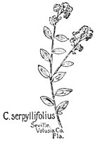 CSERPY.PCX