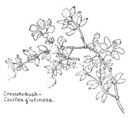 CREOSOTE.PCX