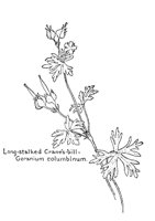 CRANBILL.PCX