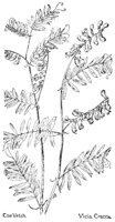 COWVETCH.PCX