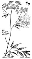 COWBANE.PCX