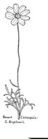 COREOPSI.PCX