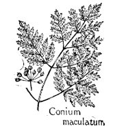 CONIUM.PCX